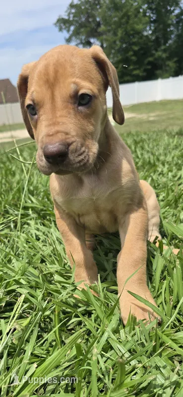 Harley – Great Dane puppy for sale in Ocala, FL