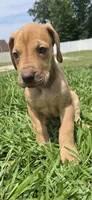 Harley, a female Great Dane for sale in Ocala, FL – 1 of 4