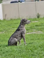 Melody, a female Great Dane for sale in Ocala, FL – 4 of 4