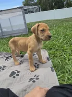 Harley, a female Great Dane for sale in Ocala, FL – 4 of 4