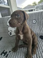 Gina, a female Great Dane for sale in Ocala, FL – 3 of 3