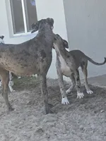 Melody, a female Great Dane for sale in Ocala, FL – 2 of 4