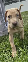 Roxy, a female Great Dane for sale in Ocala, FL – 3 of 4
