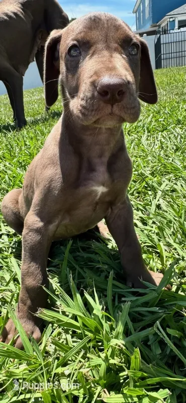 Gina – Great Dane puppy for sale in Ocala, FL