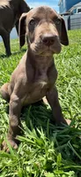 Gina, a female Great Dane for sale in Ocala, FL – 1 of 3