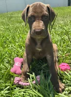 Deidra, a female Great Dane for sale in Ocala, FL – 1 of 1