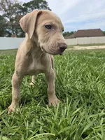 Roxy, a female Great Dane for sale in Ocala, FL – 4 of 4