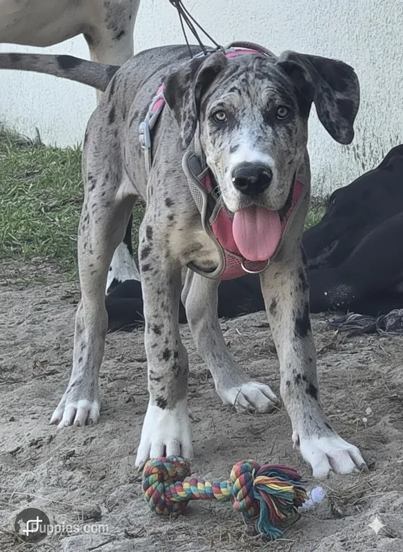 Melody – Great Dane puppy for sale in Ocala, FL