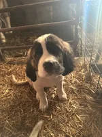 Jax, a male Saint Bernard for sale in Blair, WI – Photo 3 of 3