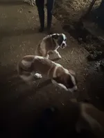 Jax, a male Saint Bernard for sale in Blair, WI – Photo 1 of 3