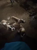 Jax, a male Saint Bernard for sale in Blair, WI – Photo 2 of 3