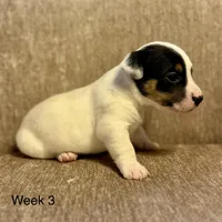 Figgy, a female Jack Russell Terrier for sale in Bolivia, NC – Photo 5 of 8