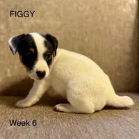 Figgy, a female Jack Russell Terrier for sale in Bolivia, NC – Photo 7 of 8