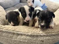 Figgy, a female Jack Russell Terrier for sale in Bolivia, NC – Photo 6 of 8