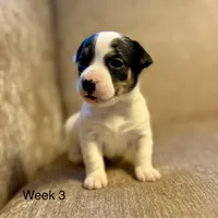Figgy, a female Jack Russell Terrier for sale in Bolivia, NC – Photo 4 of 8