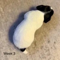 processed/751f7016-0700-4b0d-bf8e-c83d80c6e6de/listing/d9a3139e-0c31-4be2-9049-d4e555f5b099/571a2632-08fc-4c65-aa4d-bdef7bfb23df