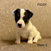 Figgy, a female Jack Russell Terrier for sale in Bolivia, NC – Photo 3 of 8
