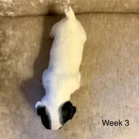 Figgy, a female Jack Russell Terrier for sale in Bolivia, NC – Photo 2 of 8