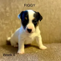 Figgy, a female Jack Russell Terrier for sale in Bolivia, NC – Photo 1 of 8