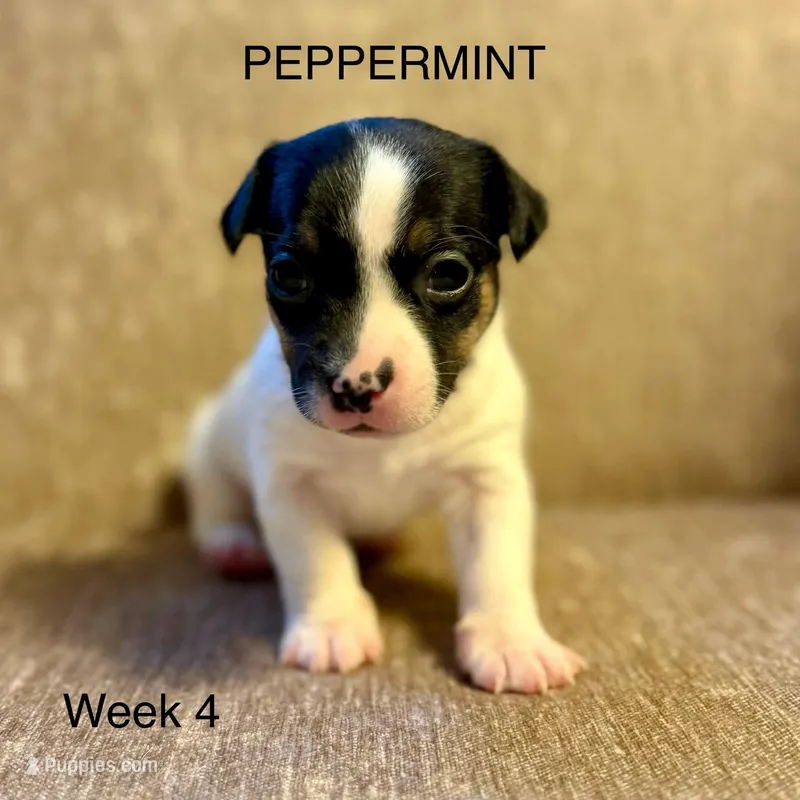 Peppermint