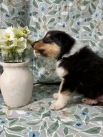 Cash, a male Collie for sale in Lubbock, TX – 2 of 3