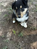 Cash, a male Collie for sale in Lubbock, TX – 3 of 3