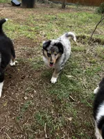 Colt, a male Collie for sale in Lubbock, TX – 2 of 4
