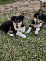 Dakota - AKC Rough Collie, a female Collie for sale in Lubbock, TX – 5 of 5