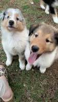 Wyatt, a male Collie for sale in Lubbock, TX – 2 of 3