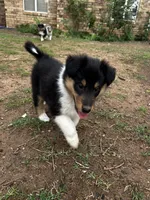 Dakota, a female Collie for sale in Lubbock, TX – 2 of 2