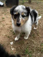 Maverick , a male Collie for sale in Lubbock, TX – 2 of 2