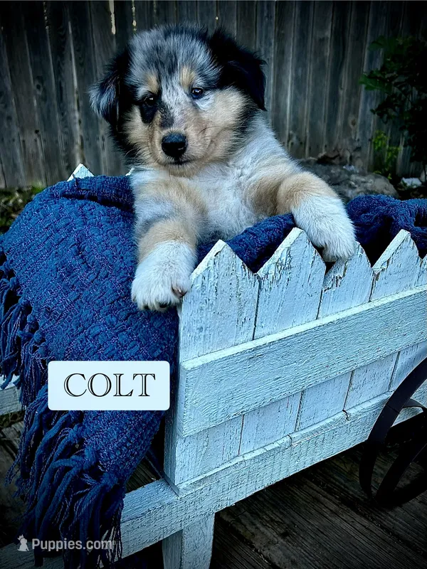 Colt – Collie puppy for sale in Lubbock, TX