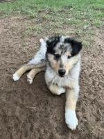Colt - AKC Rough Collie, a male Collie for sale in Lubbock, TX – 4 of 5