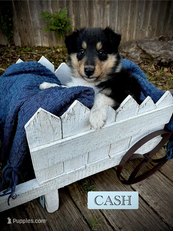 Cash – Collie puppy for sale in Lubbock, TX