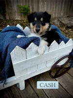 Cash, a male Collie for sale in Lubbock, TX – 1 of 3