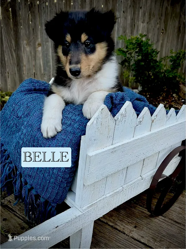 Belle – Collie puppy for sale in Lubbock, TX