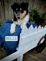 Belle, a female Collie for sale in Lubbock, TX – 1 of 5