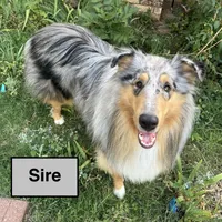 Colt, a male Collie for sale in Lubbock, TX – 3 of 4