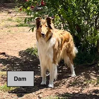 Cash - AKC Rough Collie, a male Collie for sale in Lubbock, TX – 3 of 5