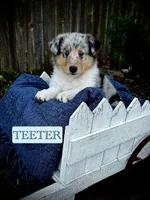 Teeter, a female Collie for sale in Lubbock, TX – 1 of 5