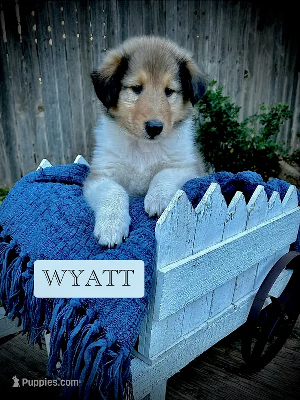 Wyatt – Collie puppy for sale in Lubbock, TX