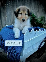 Wyatt, a male Collie for sale in Lubbock, TX – 1 of 3