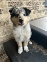 Colt - AKC Rough Collie, a male Collie for sale in Lubbock, TX – 5 of 5