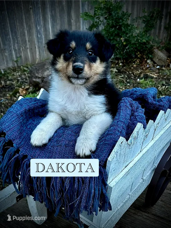 Dakota – Collie puppy for sale in Lubbock, TX