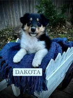 Dakota, a female Collie for sale in Lubbock, TX – 1 of 2