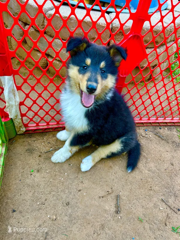 Cash - AKC Rough Collie – Collie puppy on hold in Lubbock, TX