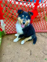 Cash - AKC Rough Collie, a male Collie for sale in Lubbock, TX – 5 of 5