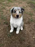 Teeter, a female Collie for sale in Lubbock, TX – 2 of 5