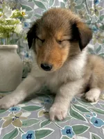 Wyatt, a male Collie for sale in Lubbock, TX – 3 of 3