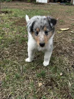 Teeter, a female Collie for sale in Lubbock, TX – 3 of 5